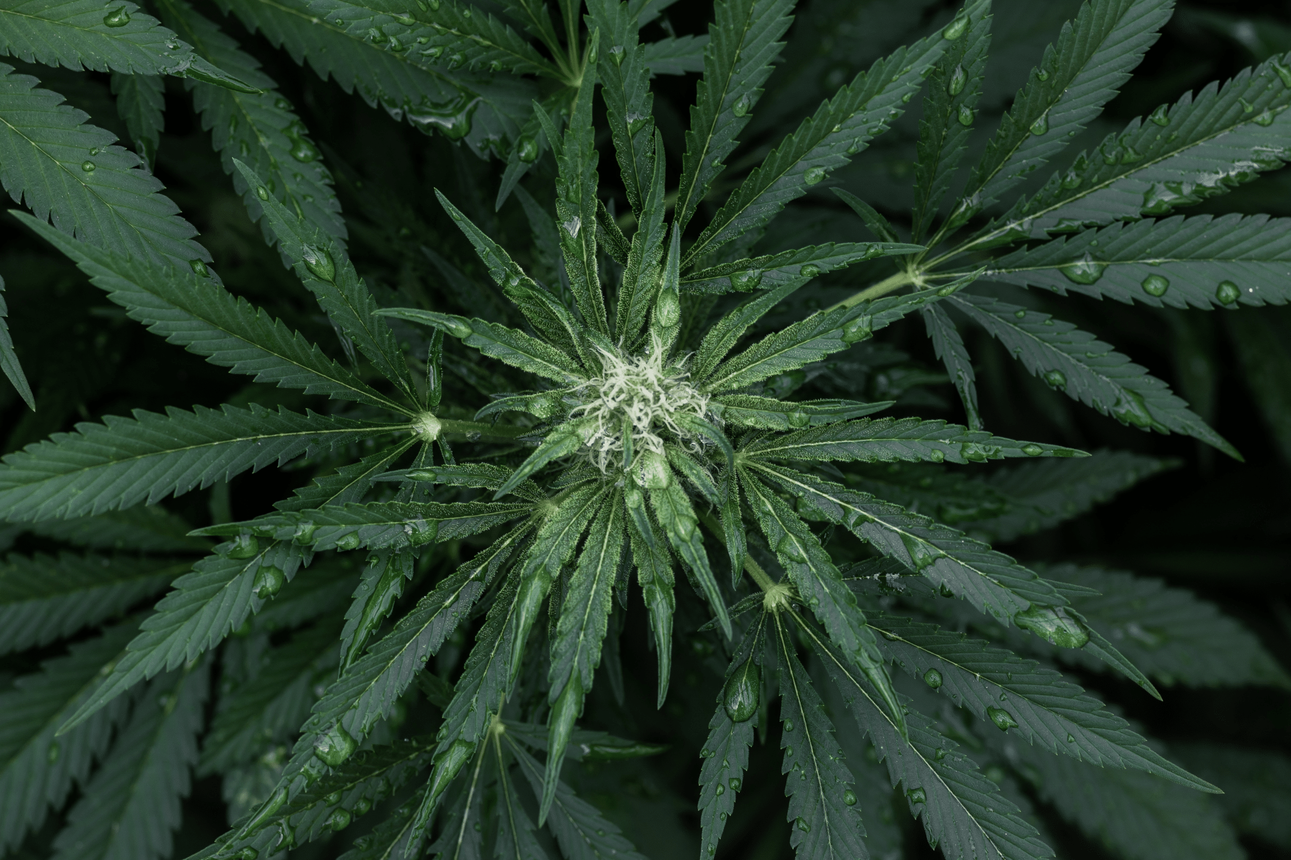 UK CBD Shop Case